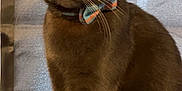 Viktor joined the competition — help win amazing prizes! cat, gray_cat, bow_tie, pet, animal, yellow_eyes, sitting, indoor, curtain, bed, cozy, feline, portrait, fur, closeup, whiskers, cute, domestic_animal, soft_texture, calm