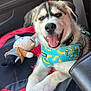 Nanook is registered to the contest to win money with this photo: puppy, dog, car_seat, harness, toy, coins, car_interior, seatbelt, happy, smiling, crossed_paws, close_up, pet, animal, leisure, comfort, transportation, cute, indoor, resting