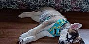 Nanook is registered to the contest to win money with this photo: animal, banana_print, blue, canine, couch, cute, dog, ears, floor, floral_pattern, fur, harness, indoor, paw, pet, puppy, relaxed, resting, sleeping, wooden_floor