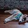 dog, puppy, sleeping, harness, blue, banana_print, floor, wooden_floor, indoor, couch, floral_pattern, relaxed, pet, animal, canine, fur, ears, paw, resting, cute