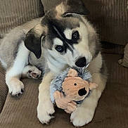 Nanook joined the competition — help win amazing prizes! puppy, dog, husky, plush_toy, hedgehog_toy, couch, indoor, pet, fur, cute, animal, young_dog, paw, face, ears, sitting, brown, cozy, toy, curious