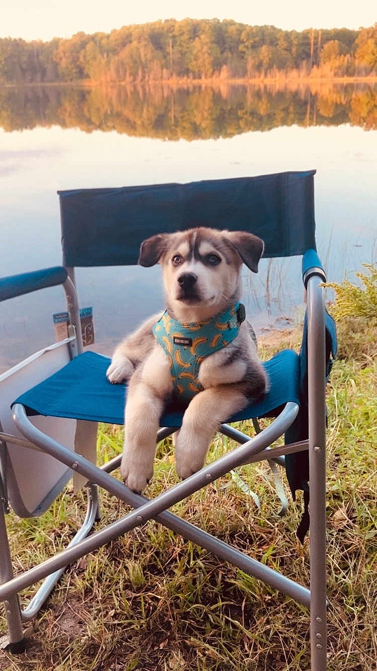 Nanook