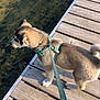 puppy, dog, leash, harness, wooden_dock, water, curious, outdoor, nature, pet, young_dog, side_view, sunlight, animal, canine, playful, summer, daytime, exploration, fur