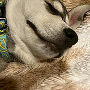 Nanook is registered to the contest to win money with this photo: animal, close_up, collar, companion, cozy, cute, dog, domestic_animal, ear, fluffy_blanket, fur, indoors, muzzle, peaceful, pet, relaxed, resting, sleeping, snout, soft_texture