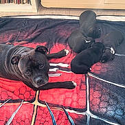 Tyson Et Una a rejoint le concours — aidez-le/la à gagner de superbes lots ! adorable, animal, black_dog, blanket, canine, cozy, cuddling, dog, family, furniture, indoor, litter, living_room, lying_down, mother_dog, pet, puppies, resting, sleeping, wood_floor