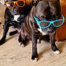 Tyson Et Una participe au concours pour gagner de l'argent avec cette photo : accessories, animal, black_dog, brown_dog, canines, cozy, dogs, fashion, funny, houseplant, indoor, leather_sofa, living_room, pet, photography, portrait, seated, sunglasses, wooden_floor, yellow_cushion