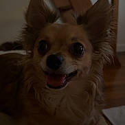 Hermès a rejoint le concours — aidez-le/la à gagner de superbes lots ! dog, small_dog, long_hair, fluffy, brown_fur, pointed_ears, tongue_out, smiling, happy, portrait, pet, indoors, home, wooden_background, cozy, sitting, looking_at_camera, dark_lighting, close_up, animal