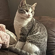 Storm is registered to the contest to win money with this photo: cat, tabby, pet, animal, feline, sitting, couch, sofa, indoor, home, portrait, striped_fur, gray_fur, white_fur, ears, whiskers, pink_nose, paws, relaxed, cozy