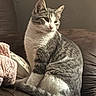 cat, tabby, pet, animal, feline, sitting, couch, sofa, indoor, home, portrait, striped_fur, gray_fur, white_fur, ears, whiskers, pink_nose, paws, relaxed, cozy