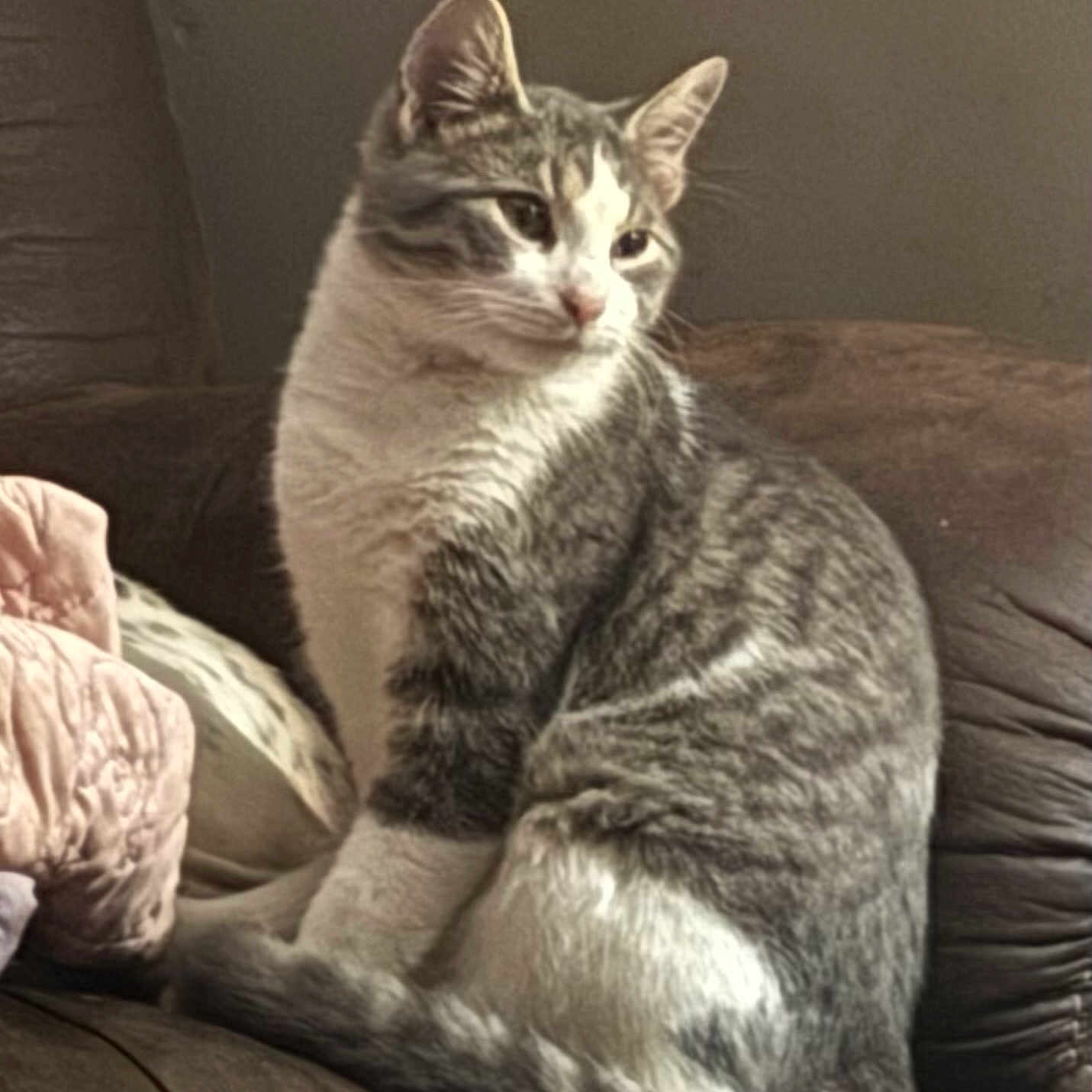 Storm is registered to the contest to win money with this photo: cat, tabby, pet, animal, feline, sitting, couch, sofa, indoor, home, portrait, striped_fur, gray_fur, white_fur, ears, whiskers, pink_nose, paws, relaxed, cozy