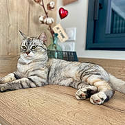 Clochette a rejoint le concours — aidez-le/la à gagner de superbes lots ! animal, blurred_background, cat, cotton_branch, cozy, feline, green_eyes, heart_decoration, home, indoor, lounging, paws, pet, relaxed, tabby, tail, vase, whiskers, window, wooden_surface