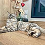 animal, blurred_background, cat, cotton_branch, cozy, feline, green_eyes, heart_decoration, home, indoor, lounging, paws, pet, relaxed, tabby, tail, vase, whiskers, window, wooden_surface