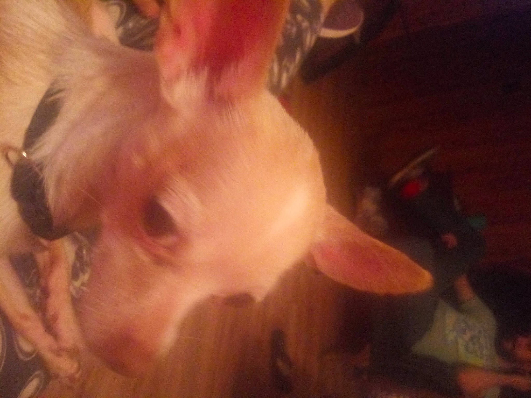 Sophie is registered to the contest to win money with this photo: blond, canidae, cloud, ear, eye, face, flesh, hair, hand, head, human, lip, mouth, muscle, neck, nose, photography, selfie, sky, west_highland_white_terrier