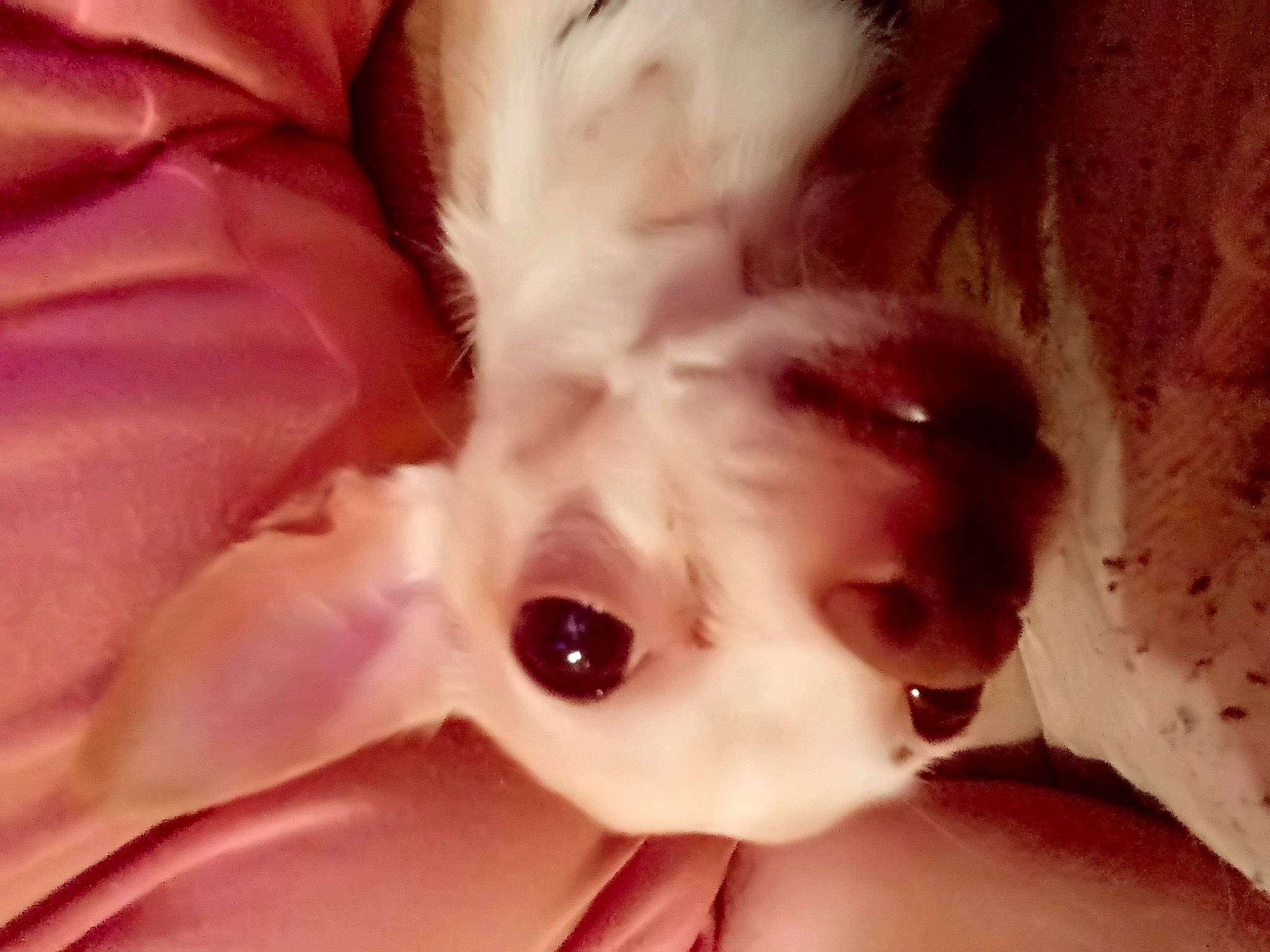 Sophie joined the competition — help win amazing prizes! ear, eye, face, flesh, fur, head, lip, mouth, nose, pink, smile