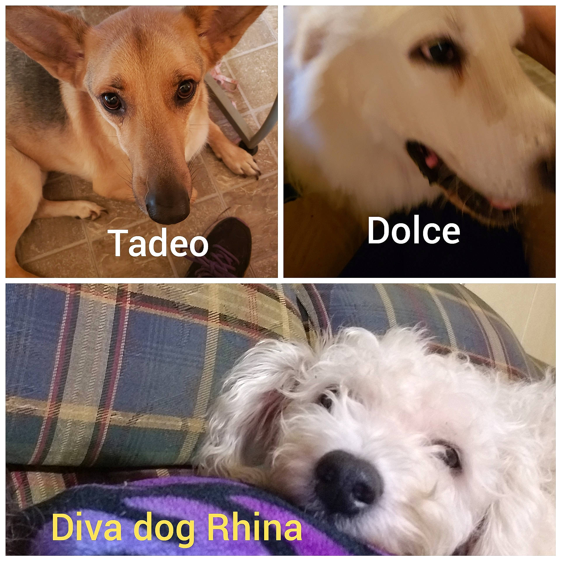 Tadeo is registered to the contest to win money with this photo: ancient_dog_breeds, canidae, carnivore, companion_dog, dog, dog_breed, mammal, photo_caption, puppy, rare_breed_dog, skin, vertebrate, west_highland_white_terrier