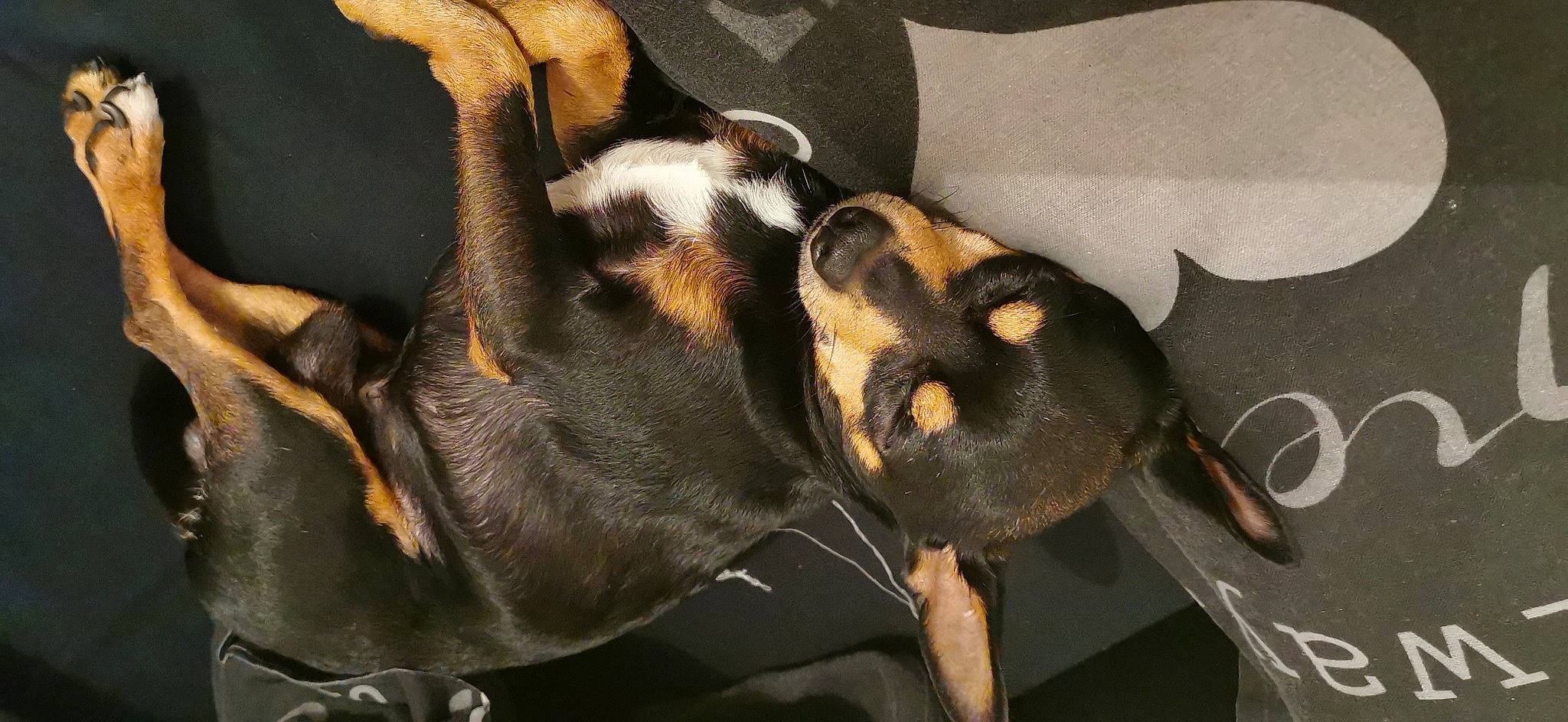 Lenny a rejoint le concours — aidez-le/la à gagner de superbes lots ! canidae, carnivore, comfort, companion_dog, dog, dog_breed, ear, fawn, fur, guard_dog, non_sporting_group, paw, plant, scent_hound, snout, sporting_group, terrestrial_animal, toy_dog, whiskers, working_animal