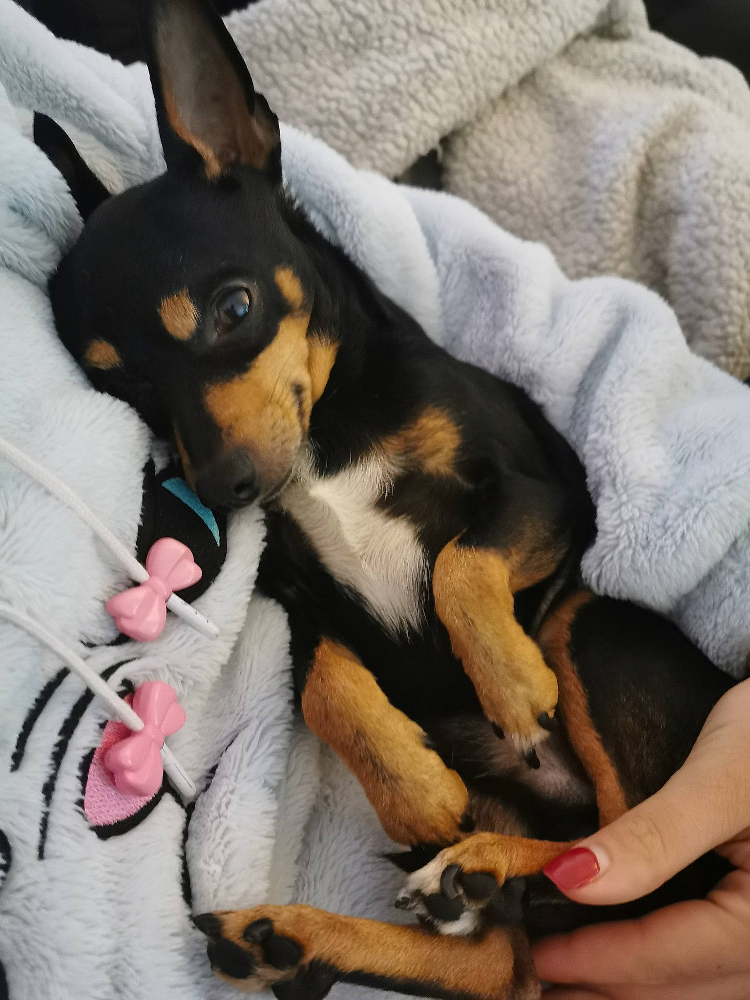 Lenny participe au concours pour gagner de l'argent avec cette photo : canidae, carnivore, comfort, companion_dog, dog, dog_breed, fawn, fur, guard_dog, paw, pinscher, prazsky_krysarik, puppy_love, snout, sporting_group, terrier, toy_dog, whiskers, working_animal, working_dog