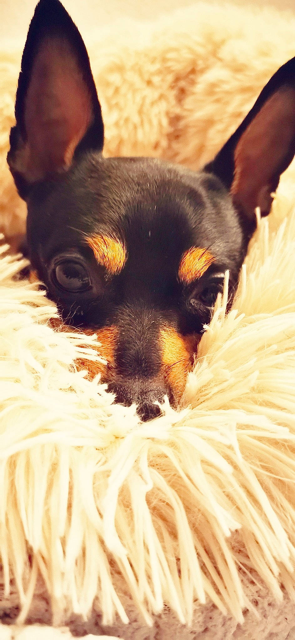 Lenny a rejoint le concours — aidez-le/la à gagner de superbes lots ! canidae, carnivore, close_up, companion_dog, dog, dog_breed, ear, fawn, fur, head, paw, prazsky_krysarik, puppy, russkiy_toy, snout, sporting_group, terrier, toy_dog, whiskers, working_animal