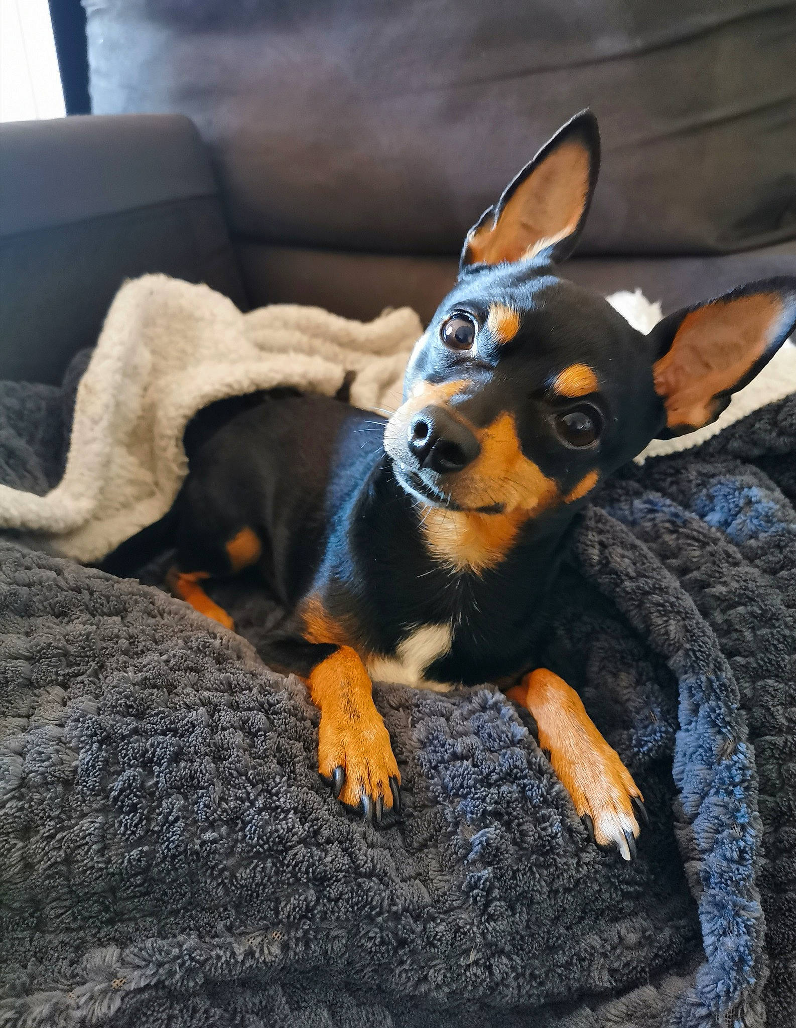 Lenny participe au concours pour gagner de l'argent avec cette photo : carnivore, comfort, companion_dog, dog, dog_breed, ear, fawn, fur, guard_dog, mammal, paw, pinscher, prazsky_krysarik, russkiy_toy, snout, sporting_group, toy_dog, vertebrate, whiskers, working_animal