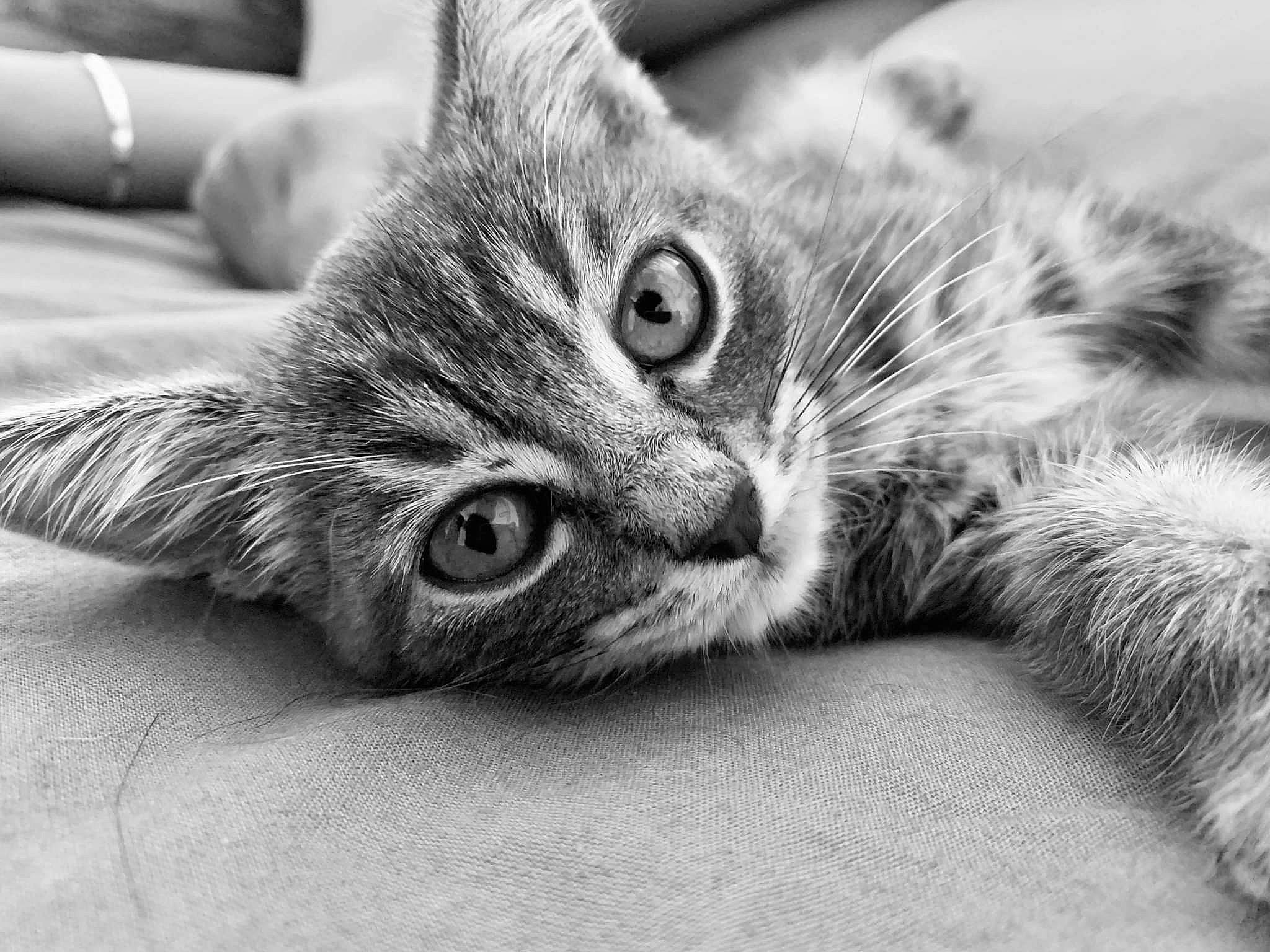 Ruby a rejoint le concours — aidez-le/la à gagner de superbes lots ! black_and_white, carnivore, cat, claw, comfort, domestic_short_haired_cat, ear, felidae, fur, grey, monochrome, monochrome_photography, paw, small_to_medium_sized_cats, snapshot, snout, stock_photography, style, whiskers, wildlife