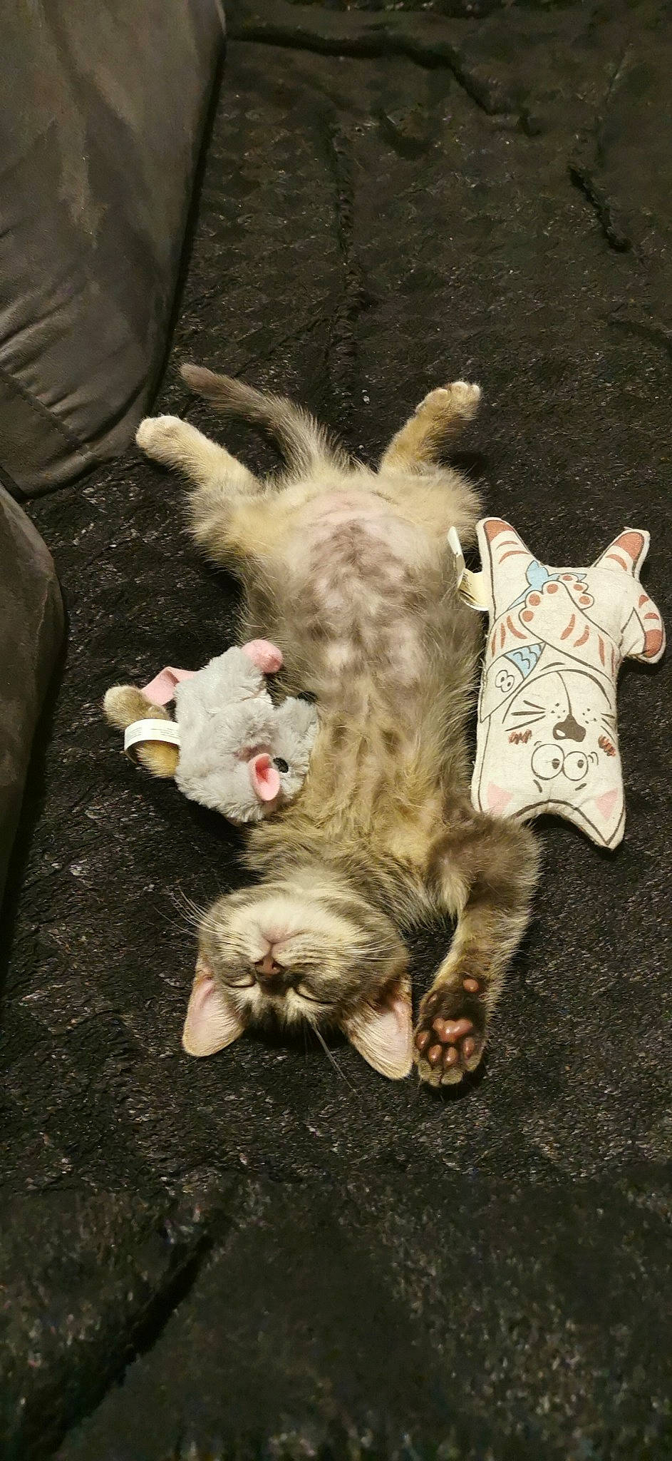 Ruby participe au concours pour gagner de l'argent avec cette photo : boot, canidae, carnivore, cat, companion_dog, darkness, dog_breed, fashion_accessory, fawn, felidae, fur, fur_clothing, paw, small_to_medium_sized_cats, sporting_group, stuffed_toy, tail, textile, toy, whiskers