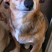 Chico joined the competition — help win amazing prizes! dog, brown_dog, small_dog, pet, animal, sitting, couch, indoor, fur, paw, cute, closeup, face, expression, ears, canine, domestic_animal, looking, seated, companion