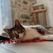 Vanille participe au concours pour gagner de l'argent avec cette photo : cat, kitten, animal, pet, feline, lying_down, relaxed, alert, wide_eyes, whiskers, striped_fur, white_fur, brown_fur, indoor, table, red_ribbon, home, stone_wall, portrait, close_up