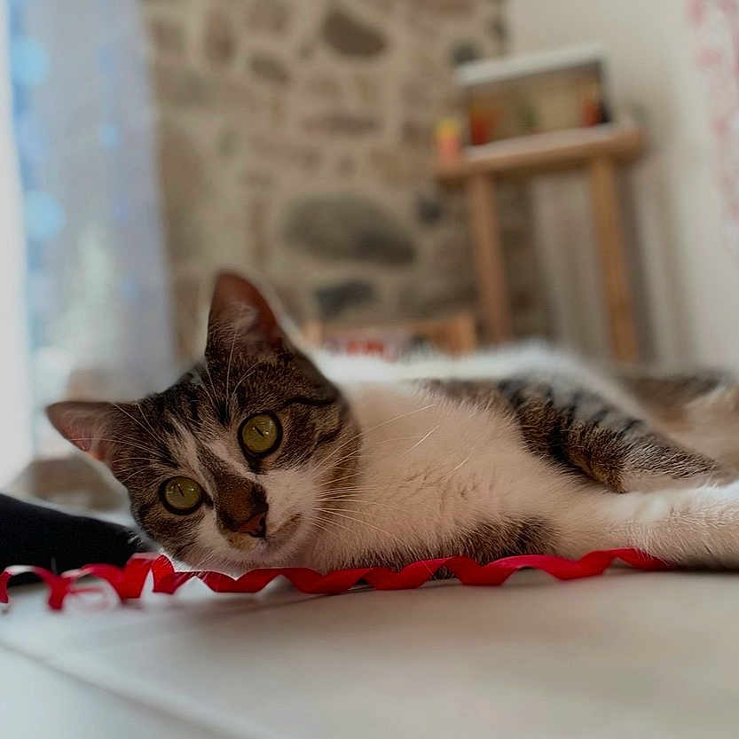 Vanille participe au concours pour gagner de l'argent avec cette photo : cat, kitten, animal, pet, feline, lying_down, relaxed, alert, wide_eyes, whiskers, striped_fur, white_fur, brown_fur, indoor, table, red_ribbon, home, stone_wall, portrait, close_up