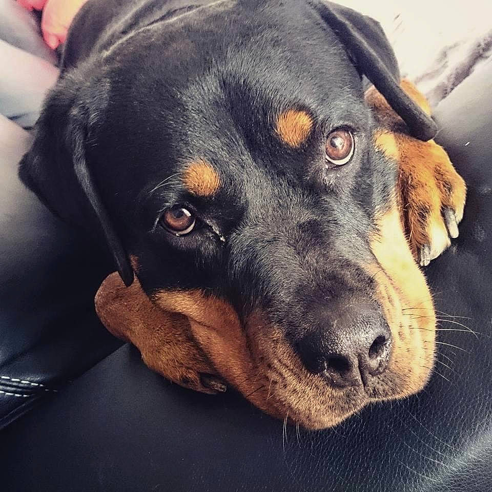 Gaya a rejoint le concours — aidez-le/la à gagner de superbes lots ! austrian_black_and_tan_hound, canidae, carnivore, comfort, companion_dog, dog, dog_breed, fur, guard_dog, hound, hunting_dog, lithuanian_hound, rottweiler, snout, sporting_group, whiskers, working_animal, working_dog