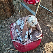 Qtip is registered to the contest to win money with this photo: dog, blanket, pet_bed, outdoor, tree_stump, chair, red_blanket, brown_blanket, small_dog, fur, animal, nature, dirt_ground, resting, cozy, sunlight, paw_prints, relaxing, canine, sleepy