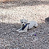 Qtip joined the competition — help win amazing prizes! dog, white_dog, small_dog, gravel, tree_trunk, outdoor, sunlight, shadow, leash, harness, pet, animal, nature, ground, resting, curious, canine, daylight, quiet, calm