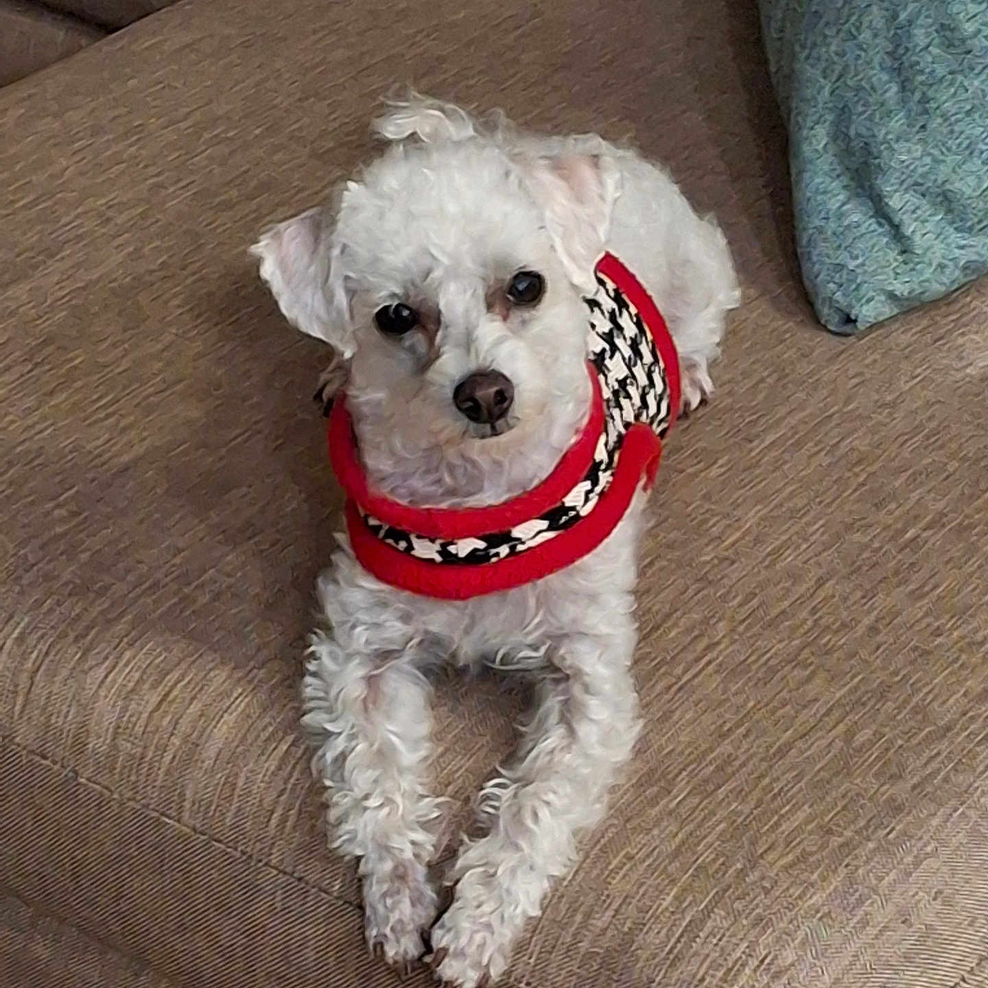 Qtip is registered to the contest to win money with this photo: animal, beige_couch, blue_pillow, companion, couch, cozy, curly_fur, cute, dog, fur, indoor, looking_up, pet, pillow, red_sweater, relaxed, resting, small_dog, sweater, white_dog