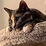 animal, beige, calm, cat, cat_tree, cozy, cute, domestic_animal, ears, feline, indoor, mammal, orange_stripe, paws, pet, plush, portrait, relaxed, resting, whiskers