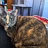 cat, cat_tree, coasters, curious, domestic_cat, furniture, green_eyes, indoor, lap, living_room, papers, pet, plant, recliner, relaxed, sitting, table, tortoiseshell_cat, whiskers, wood_floor