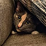 animal, cat, closeup, comfort, cozy, curious, cushion, eyes, feline, fur, hideout, home, indoor, looking, pet, resting, sofa, soft, texture, whiskers