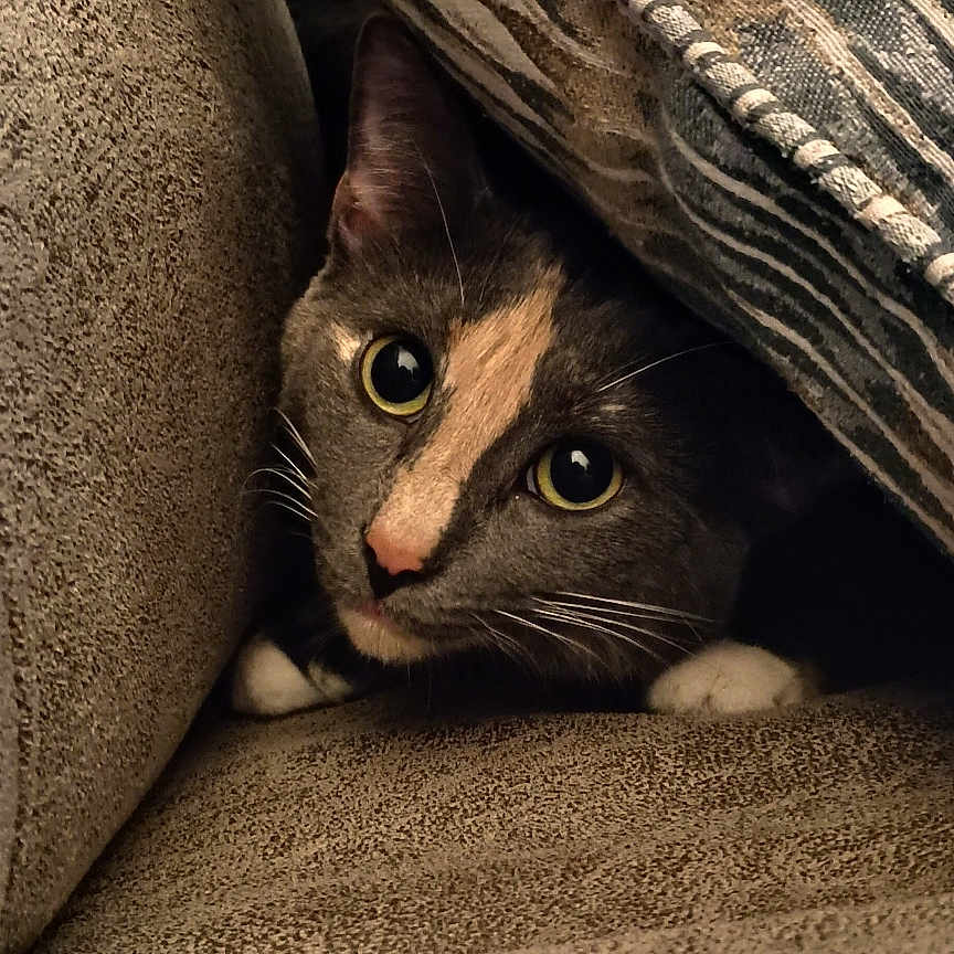 Chai is registered to the contest to win money with this photo: animal, cat, closeup, comfort, cozy, curious, cushion, eyes, feline, fur, hideout, home, indoor, looking, pet, resting, sofa, soft, texture, whiskers