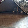 animal, carpet, cat, cozy, curious, eyes, feline, floor, fur, hiding, home, indoor, paws, pet, playful, rug, shadow, texture, whiskers, wooden_floor