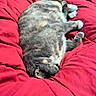 animal, bedroom, blanket, cat, comfort, cozy, curled_up, cute, feline, fur, gray_cat, indoor, pet, red_comforter, relaxation, resting, sleeping, soft, tabby, warm