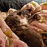 animal, bed, blanket, cat, comfort, cozy, cute, domestic_animal, feline, fur, indoor, nap, paw, pet, plaid, relaxation, resting, sleeping, soft, warm