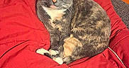 Chai joined the competition — help win amazing prizes! animal, cat, comfort, corkboard, cozy, cute, domestic, feline, fur, gray_chair, home, indoor, living_room, looking, orange_wall, pet, red_blanket, relaxed, resting, seated