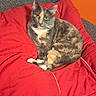 animal, cat, comfort, corkboard, cozy, cute, domestic, feline, fur, gray_chair, home, indoor, living_room, looking, orange_wall, pet, red_blanket, relaxed, resting, seated
