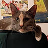 animal, cat, chair, closeup, curious, cute, domestic_animal, face, feline, fur, home, indoor, looking, paw, pet, poster, relaxed, resting, wall_art, whiskers