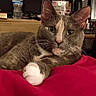 Chai joined the competition — help win amazing prizes! animal, blanket, cat, cozy, ears, eyes, face, figurines, fur, furniture, indoor, paw, pet, red, relaxing, room, shelf, television, water_bottle, whiskers