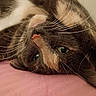 Chai is registered to the contest to win money with this photo: animal, cat, close_up, cozy, cute, domestic_cat, feline, fur, green_eyes, indoor, lying_down, pet, pink_pillow, portrait, relaxed, resting, sleepy, soft_texture, tabby, whiskers