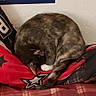 animal, black, blanket, cat, cozy, curled_up, feline, fur, indoor, map, peaceful, pillow, plaid, poster, red, resting, sleeping, star_pattern, tail, wall
