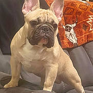 Cash joined the competition — help win amazing prizes! dog, french_bulldog, pet, indoor, couch, blanket, fur, ears, alert, animal, canine, household, comfort, seated, portrait, brown, black, white, cute, companion