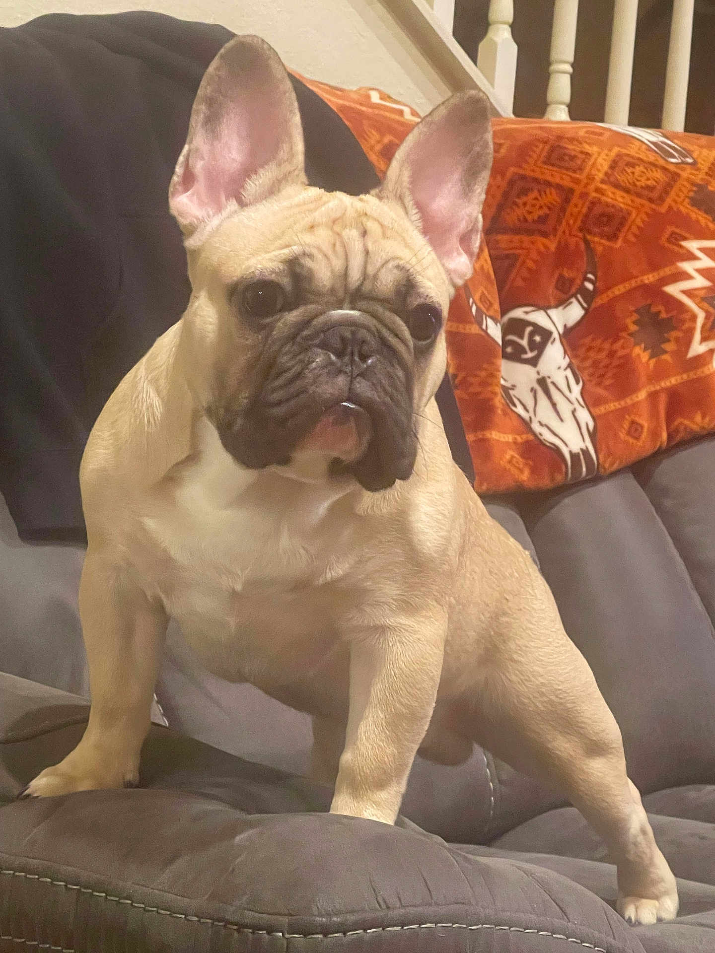 Cash joined the competition — help win amazing prizes! dog, french_bulldog, pet, indoor, couch, blanket, fur, ears, alert, animal, canine, household, comfort, seated, portrait, brown, black, white, cute, companion
