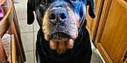 Soa participe au concours pour gagner de l'argent avec cette photo : dog, rottweiler, pet, animal, indoor, kitchen, floor, wooden_cabinet, tile_floor, looking_up, brown, black, canine, companion, domestic, fur, ears, snout, paw, waiting