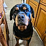 dog, rottweiler, pet, animal, indoor, kitchen, floor, wooden_cabinet, tile_floor, looking_up, brown, black, canine, companion, domestic, fur, ears, snout, paw, waiting