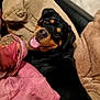 Soa a rejoint le concours — aidez-le/la à gagner de superbes lots ! rottweiler, dog, smiling, tongue_out, indoor, sofa, blanket, cushion, cozy, pet, canine, fur, black_and_tan, relaxed, resting, home, animal, companion, cute, friendly